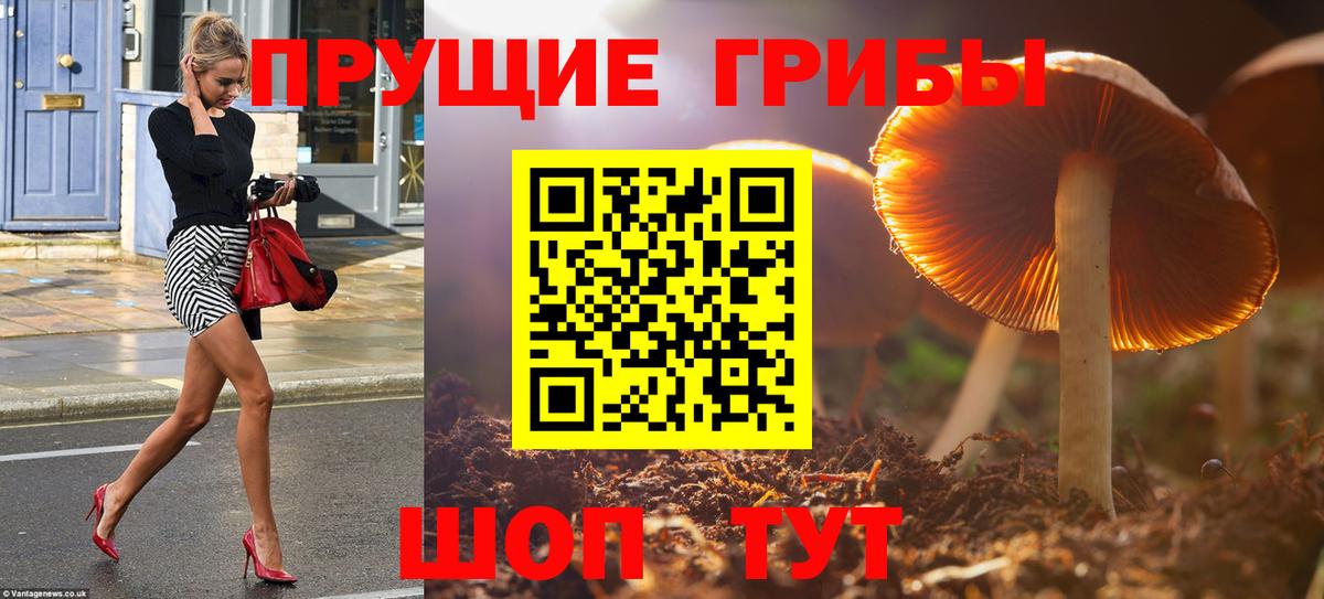 Лесной  Галлюциногенные грибы Psilocybine cubensis  Галлюциногенные грибы мицелий  Вход с VPN 